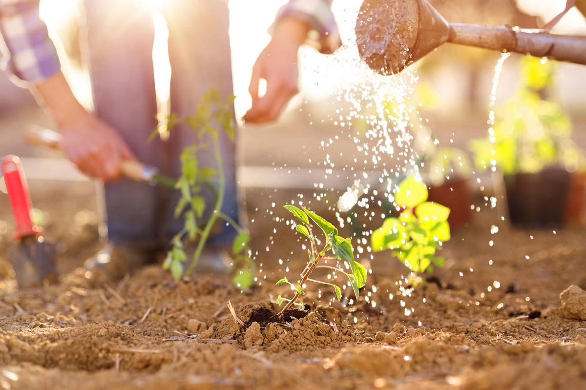 Healthy Soil's Key Components